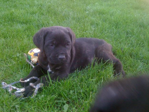 vand pui cane corso - Pret | Preturi vand pui cane corso