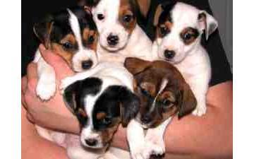 JACK RUSSEL TERRIER 700 RON - Pret | Preturi JACK RUSSEL TERRIER 700 RON