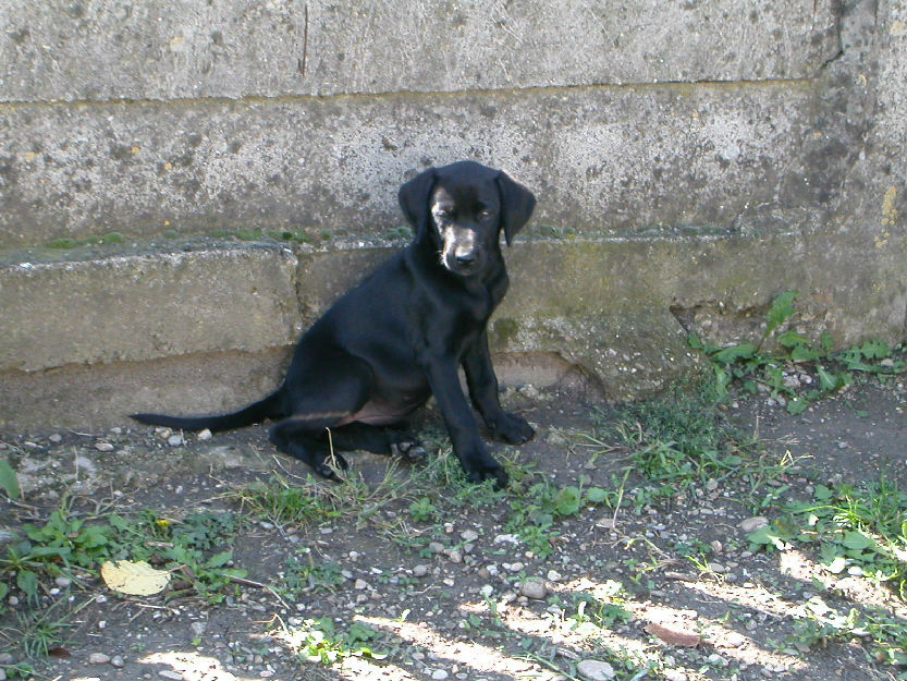 vand catelus labrador - Pret | Preturi vand catelus labrador