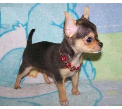 Chihuahua de vanzare - Pret | Preturi Chihuahua de vanzare
