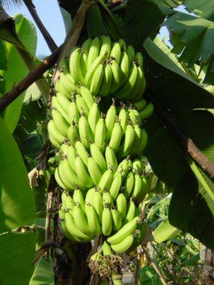 Seminte Bananier Cavendish Fructe Gigant Pret Redus - Pret | Preturi Seminte Bananier Cavendish Fructe Gigant Pret Redus