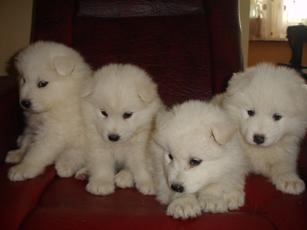 Vand catei Samoyed - Pret | Preturi Vand catei Samoyed