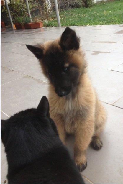 Vand pui Ciobanesc Belgian Tervueren 700 lei - Pret | Preturi Vand pui Ciobanesc Belgian Tervueren 700 lei