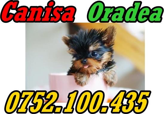 Catei frumosi si sanatosi rasa Yorkshire terrier de vanzare - Pret | Preturi Catei frumosi si sanatosi rasa Yorkshire terrier de vanzare