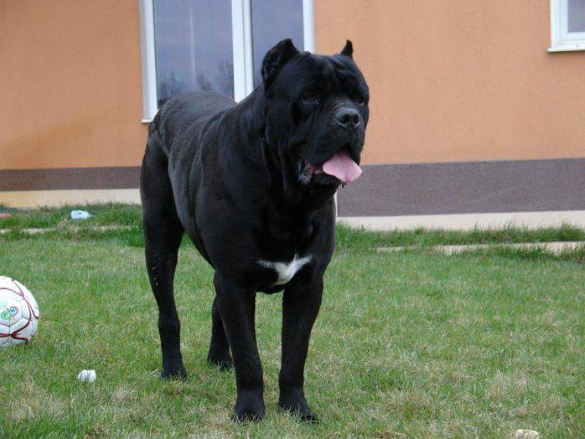 Pui Cane Corso cu Pedigree - Pret | Preturi Pui Cane Corso cu Pedigree