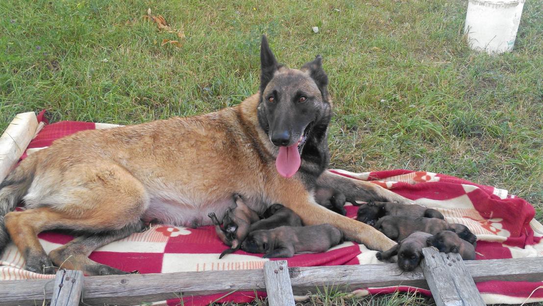 Vand pui ciob belgian malinois - Pret | Preturi Vand pui ciob belgian malinois