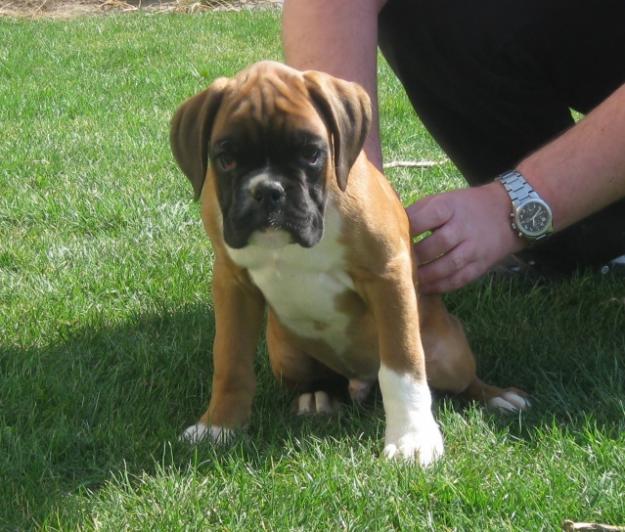 Vand pui boxer german deosebiti, cu pedigree - Pret | Preturi Vand pui boxer german deosebiti, cu pedigree