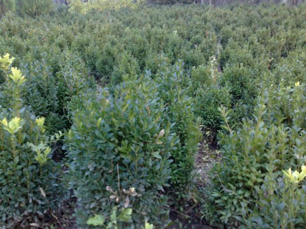 Buxus rasad , plante ,solitare arbusti si tuia - Pret | Preturi Buxus rasad , plante ,solitare arbusti si tuia