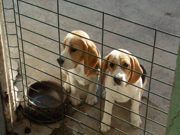 beagle de vinzare - Pret | Preturi beagle de vinzare