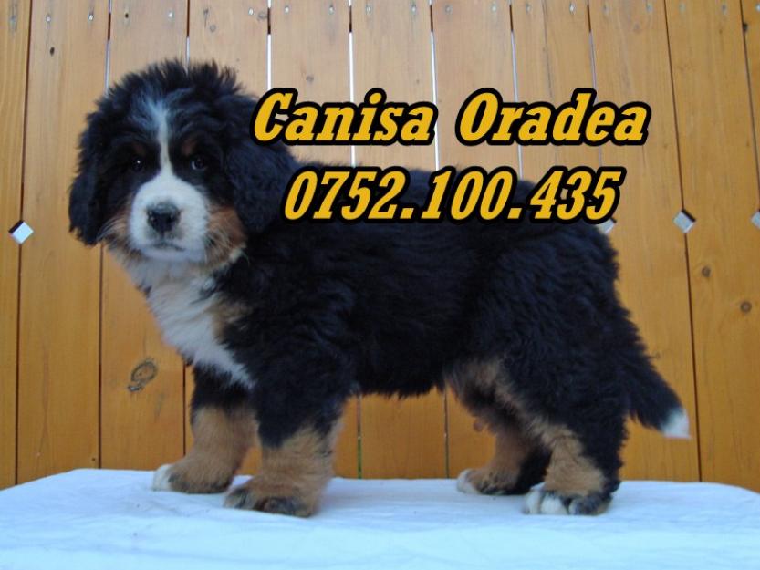 Vand catei rasa Ciobanesc de Berna 0752100435 - Pret | Preturi Vand catei rasa Ciobanesc de Berna 0752100435