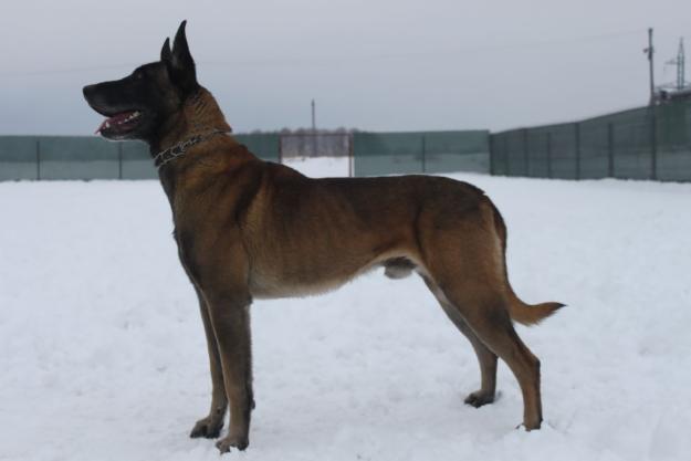 Canisa Atomic Dogs pune la vanzare pui Ciobanesc Belgian Malinois. - Pret | Preturi Canisa Atomic Dogs pune la vanzare pui Ciobanesc Belgian Malinois.