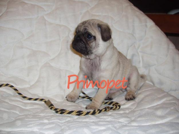 Vand catelusi Mops-Pug Bej - Pret | Preturi Vand catelusi Mops-Pug Bej