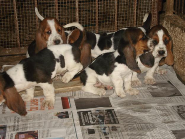 iti doresti un catel BASSET HOUND? Noi ii spunem lui Mos Craciun! - Pret | Preturi iti doresti un catel BASSET HOUND? Noi ii spunem lui Mos Craciun!