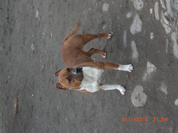 amstaff - Pret | Preturi amstaff