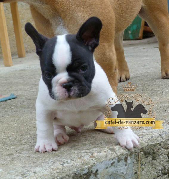 Catei Bulldog Francez de vanzare - Pret | Preturi Catei Bulldog Francez de vanzare