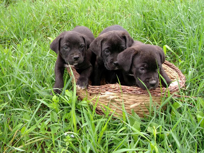 cane corso - Pret | Preturi cane corso