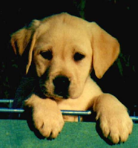 Labrador de vanzare - Pret | Preturi Labrador de vanzare