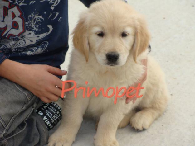 Puiuti Golden Retriever de Vanzare - Pret | Preturi Puiuti Golden Retriever de Vanzare