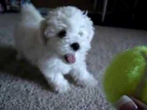 0764765468 BICHON FRISE 700 RON - Pret | Preturi 0764765468 BICHON FRISE 700 RON