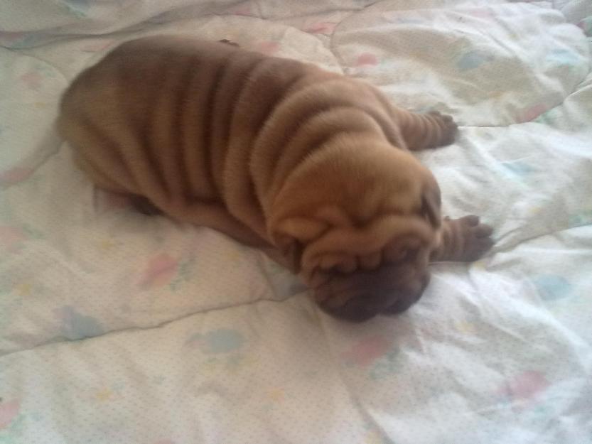 sharpei superbi de vanzare - Pret | Preturi sharpei superbi de vanzare