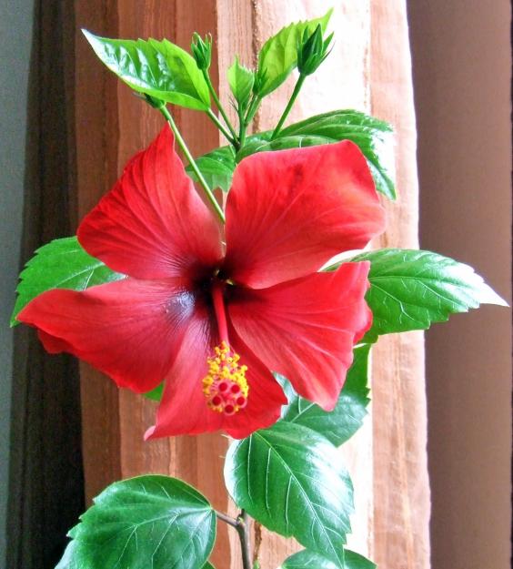 hibiscus - Pret | Preturi hibiscus