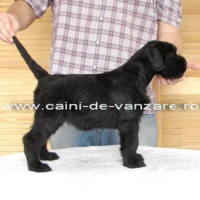 Schnauzer Urias de vanzare - 2 luni - pentru paza si protectie - Pret | Preturi Schnauzer Urias de vanzare - 2 luni - pentru paza si protectie