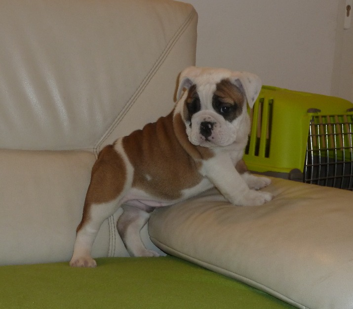 vand bulldog englez - Pret | Preturi vand bulldog englez