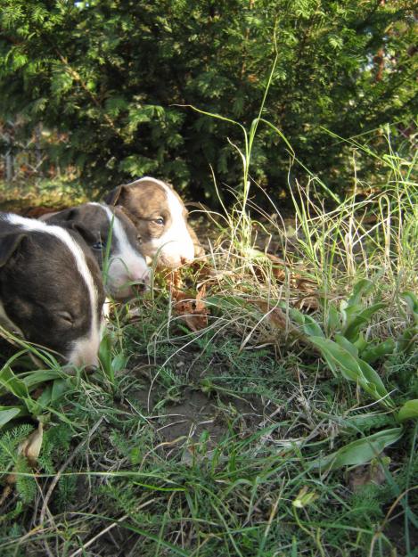 VAND PUI BULL TERRIER - Pret | Preturi VAND PUI BULL TERRIER