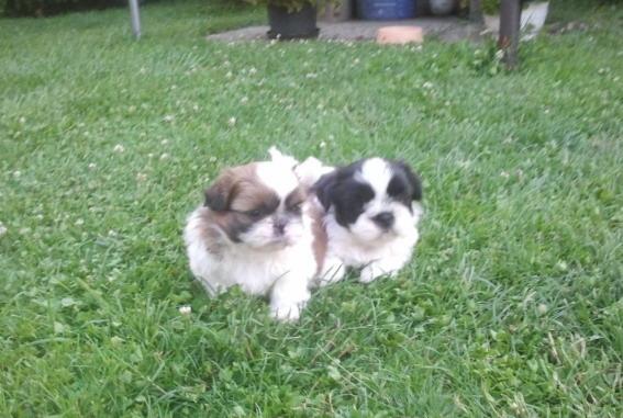 Vindem catelusi Shih-Tzu - Pret | Preturi Vindem catelusi Shih-Tzu