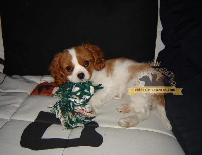 Catei Cavalier King Charles de vanzare - Pret | Preturi Catei Cavalier King Charles de vanzare