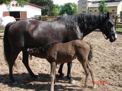 Shagya arab mare for sale - Pret | Preturi Shagya arab mare for sale