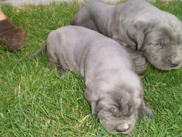 Mastino Napoletano de vanzare - Pret | Preturi Mastino Napoletano de vanzare