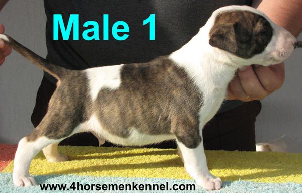 Pui Bullterrier de vanzare - Pret | Preturi Pui Bullterrier de vanzare