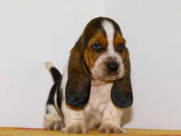 BASSET HOUND DE VANZARE - Pret | Preturi BASSET HOUND DE VANZARE