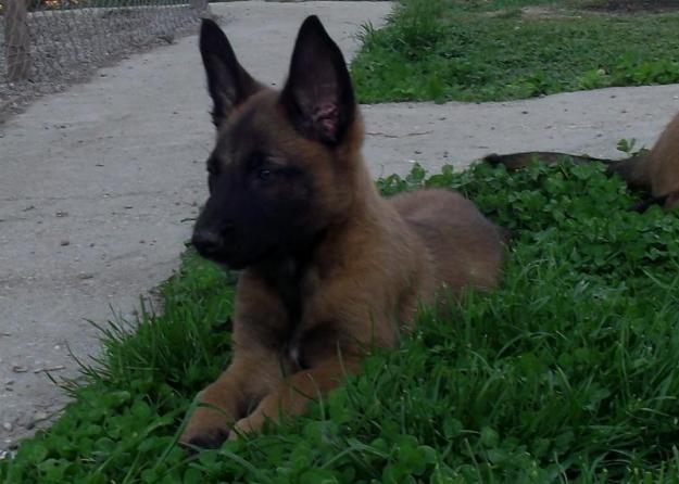 Puiuti Ciobanesc Belgian Malinois cu pedigree. - Pret | Preturi Puiuti Ciobanesc Belgian Malinois cu pedigree.