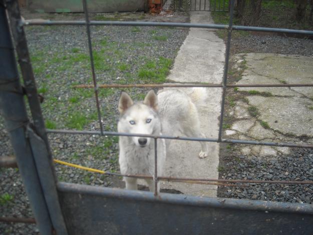 vand husky femela de 3 ani - Pret | Preturi vand husky femela de 3 ani