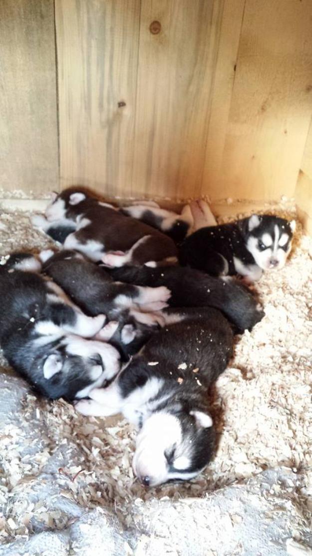 Vand pui de rasa pura Husky cu pedigree - Pret | Preturi Vand pui de rasa pura Husky cu pedigree