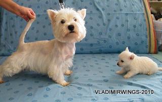 Westie catei de vanzare - Pret | Preturi Westie catei de vanzare