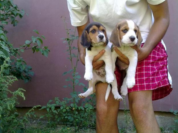 Beagle de vanzare si mops pug - Pret | Preturi Beagle de vanzare si mops pug