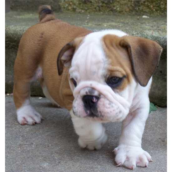 Catei Bulldog Englez de vanzare 0752100435 - Pret | Preturi Catei Bulldog Englez de vanzare 0752100435