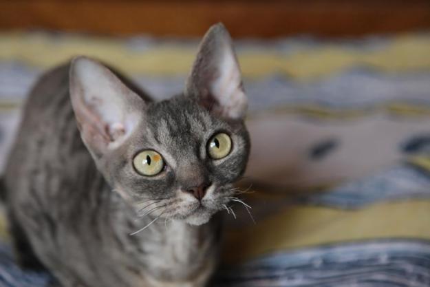 Pisoi cu pedigree din rasele Petersburg Sphynx si Devon Rex - Pret | Preturi Pisoi cu pedigree din rasele Petersburg Sphynx si Devon Rex