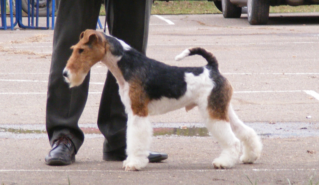 foxterrier sarmos de vanzare - Pret | Preturi foxterrier sarmos de vanzare