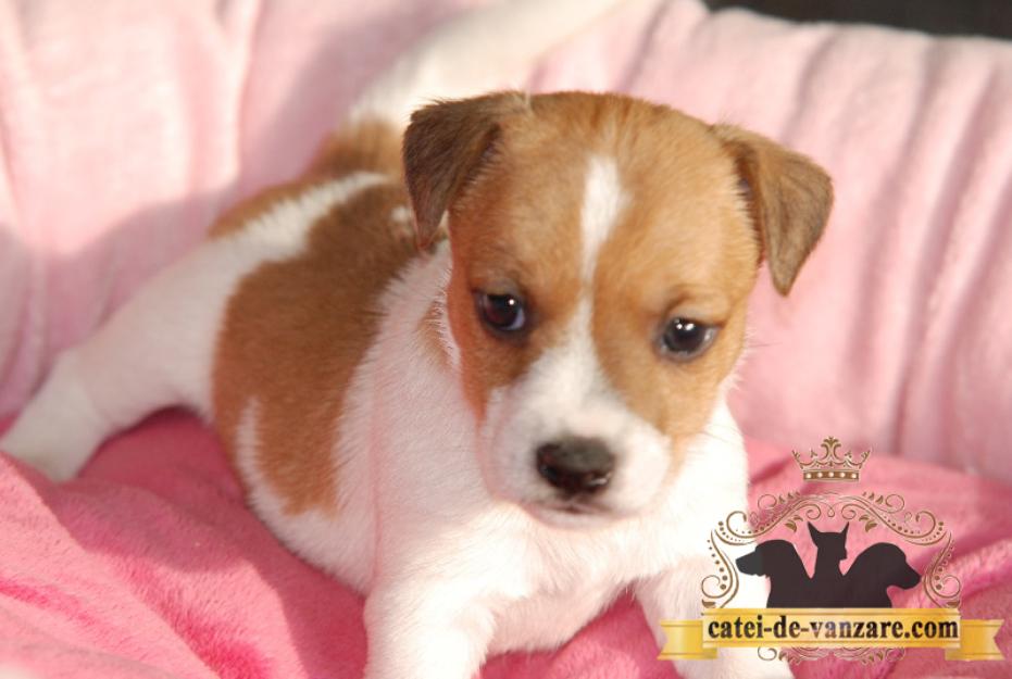 Catei Jack Russell Terrier de vanzare - Pret | Preturi Catei Jack Russell Terrier de vanzare