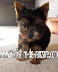 Yorkshire Terrier de Vanzare, Yorkie Toy - Pret | Preturi Yorkshire Terrier de Vanzare, Yorkie Toy
