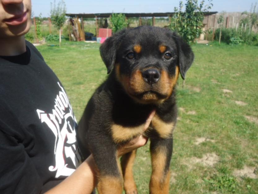 pui rottweiler cu pedigree - Pret | Preturi pui rottweiler cu pedigree