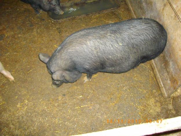 Porci vietnamezi - Pret | Preturi Porci vietnamezi