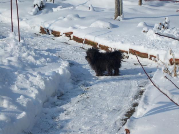 vand bison incrucisat cu snautar foarte eftin - Pret | Preturi vand bison incrucisat cu snautar foarte eftin