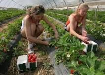 angajari urgente in domeniul agricultura Germania - Pret | Preturi angajari urgente in domeniul agricultura Germania