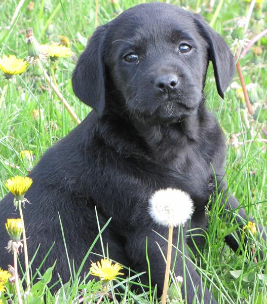 De vanzare pui Labrador Retriever - Pret | Preturi De vanzare pui Labrador Retriever