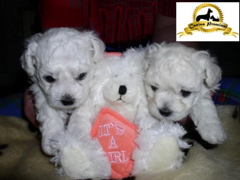 De vanzare Bichon Bolognez - Pret | Preturi De vanzare Bichon Bolognez